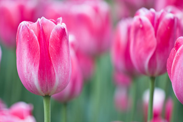 Close-up picture of pink tulips blooming in a garden in spring