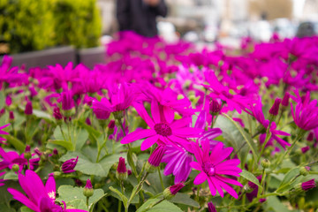 Purple Daisy in the vase