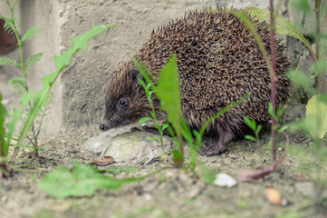 Frightened hedgehog in grass
