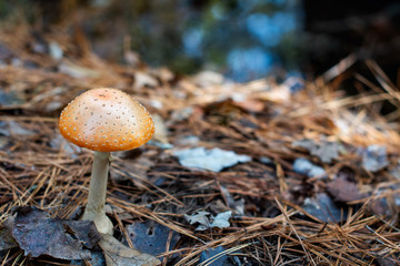 Woodland mushroom with textured and bokeh background ~WOODLAND~