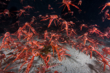 Group of Tuna crabs swimming the Pacific Ocean