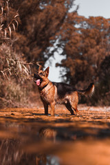 German shepherd dog on the river