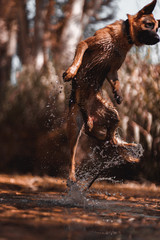 Fototapeta na wymiar German shepherd jumping on the river