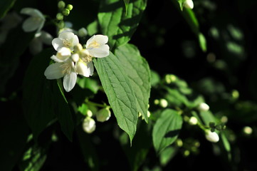 Jasmine, Jasminum plant blooming in the sun.