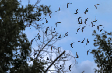 Flock of pigeons.