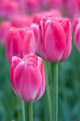 Close-up picture of pink tulips blooming in a garden in spring