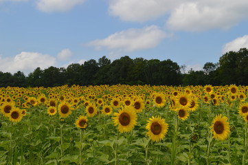 Obraz premium Sunflower Field 