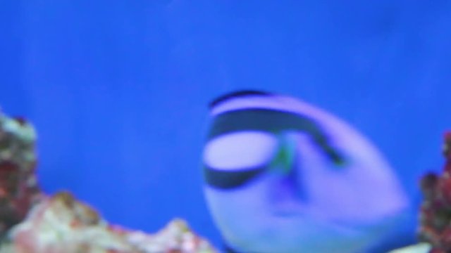 Surgeon blue, Royal, Paracanthurus hepatus, genus flag surgeons swims in a marine aquarium. Real time, underwater, daytime, close up, side view