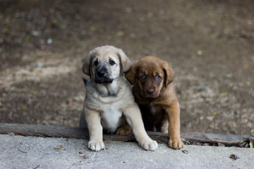 Spanish mastiff brothers puppies supported on a step