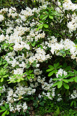 Beautiful botanical garden, flowers and blooming bushes in spring