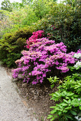 Beautiful botanical garden, flowers and blooming bushes in spring