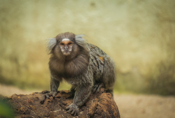 Bonito Sagui comum selvagem no zoo