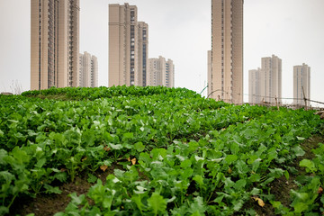 High rise residential areas with rural view