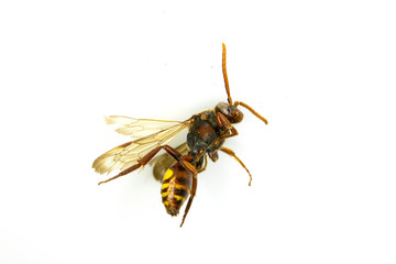 Dead Insect Bee Wasp on White Background