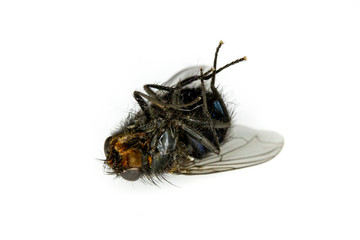 Dead House Fly Insect On White Background