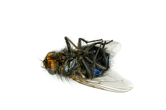 Dead House Fly Insect On White Background