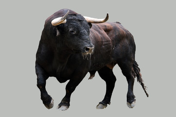 spanish bull