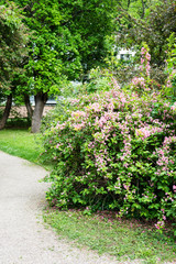 Beautiful botanical garden, flowers and blooming bushes in spring