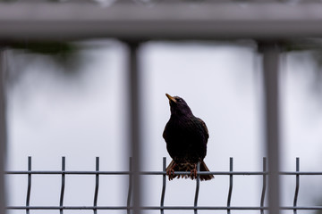 Bird behind bars