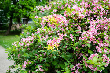 Beautiful botanical garden, flowers and blooming bushes in spring