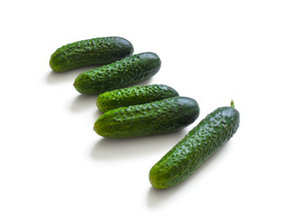 Fresh cucumbers crop