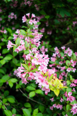 Beautiful botanical garden, flowers and blooming bushes in spring
