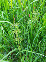 Obraz premium Green grass and plant shoots