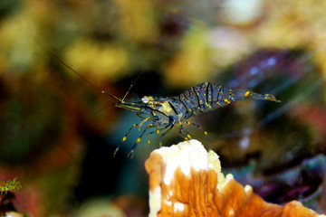 Mediterranean glass shrimp - Palaemon elegance 