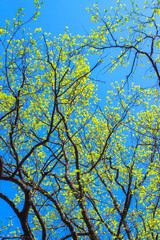 Green leaves against blue sky