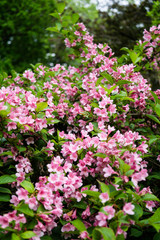 Beautiful botanical garden, flowers and blooming bushes in spring