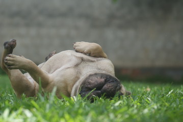 Bulldog francês - frenchie puppy - rolando na grama