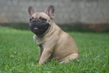 Bulldog francês - frenchie puppy 