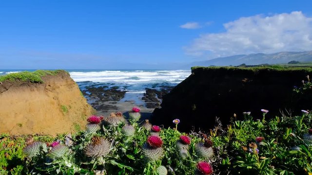 vertical rising pan from closeup of cobwebby thistle with purple flowers in foreground to beautiful California coastline with vibrant bluff and churning surf in the background