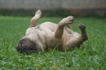 Fototapeta na wymiar Bulldog francês - frenchie puppy - rolando na grama