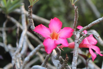 Pink Flower Up Close