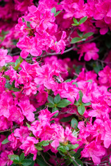 Beautiful botanical garden, flowers and blooming bushes in spring