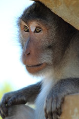 Monkey Up Close