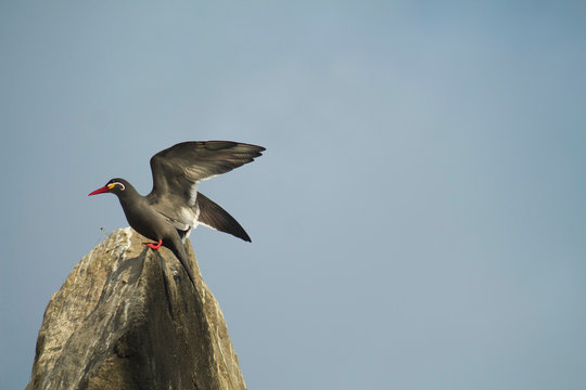 Zarcillo alzando vuelo