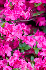 Beautiful botanical garden, flowers and blooming bushes in spring