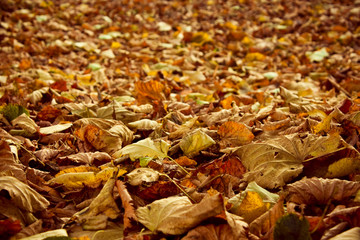 Dry leaves fallen to the ground in autumn