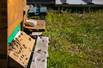 Closeup of flying bees. Wooden beehive and bees on rooftop. Apiculture. Urban beekeeping.