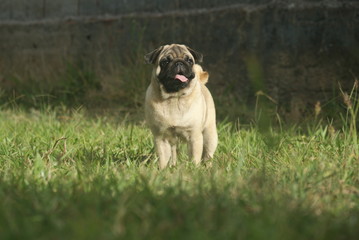Fototapeta premium Pug na grama