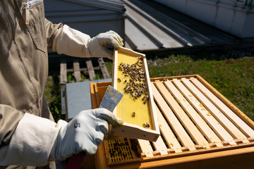 Hands of beekeeper in protective gloves holding a honeycomb frame with bees on rooftop. Apiculture....