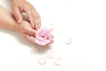 authentic woman hands with pink tender rose flower on white background. soft shadows. space for text.Cosmetics and skin care for hands.