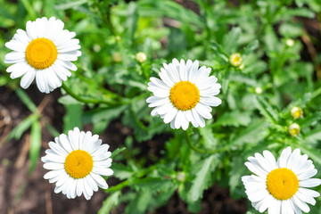 Obraz premium view from above on blooming daisies. beautiful light flowers. medicinal herbs.