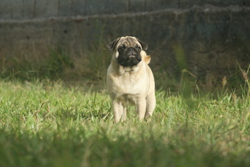 Pug na grama