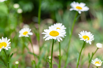 blooming daisies. beautiful light flowers. medicinal herbs.
