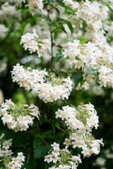 Beautiful botanical garden, flowers and blooming bushes in spring