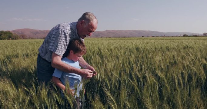 Elderly farmer and grandson walking throught wheatfields and inspecting the crop