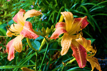 Obraz premium orange flower